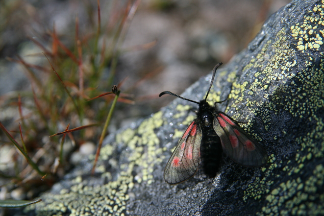 Burnet